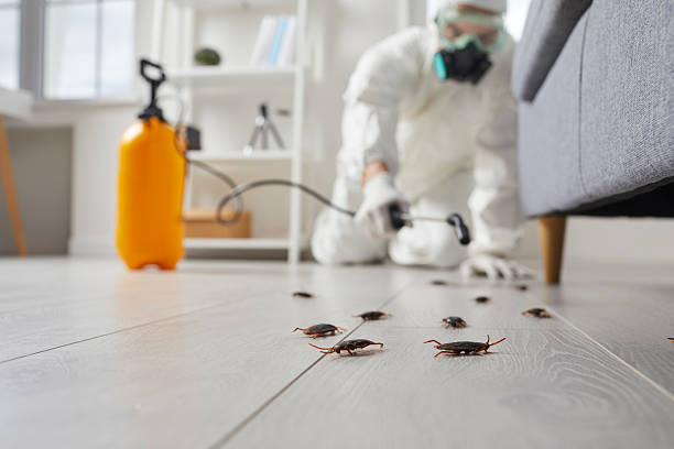Commercial Rodent Management in Peach Springs